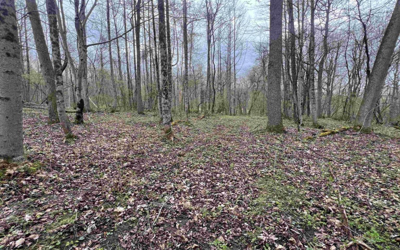 TBD Colfax Camp Road, Fairmont, West Virginia 26554, ,Lots/land,For Sale,Colfax Camp,10154106