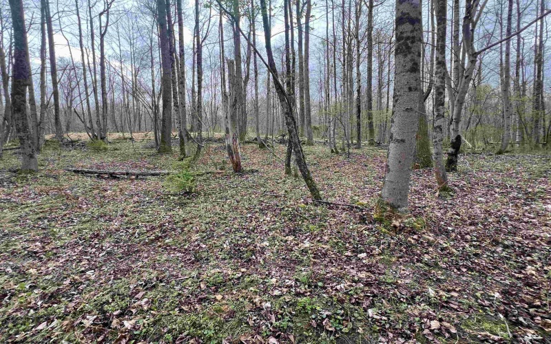 TBD Colfax Camp Road, Fairmont, West Virginia 26554, ,Lots/land,For Sale,Colfax Camp,10154106