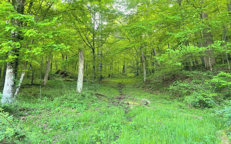 907 BOYCE Road, Grafton, West Virginia 26354, ,Lots/land,For Sale,BOYCE,10154224