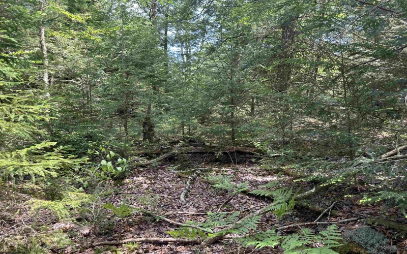 Lot 96 Gondola Court, Davis, West Virginia 26260, ,Lots/land,For Sale,Gondola,10154433