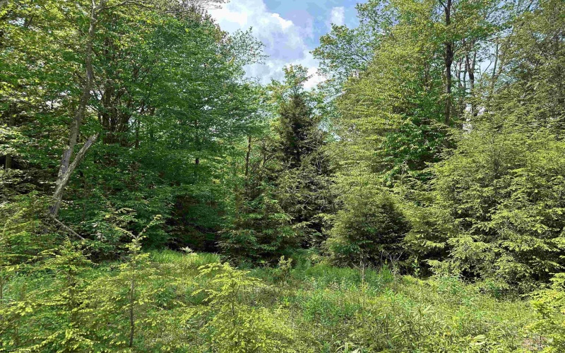 Lot 98 Canal Street, Davis, West Virginia 26260, ,Lots/land,For Sale,Canal,10154434