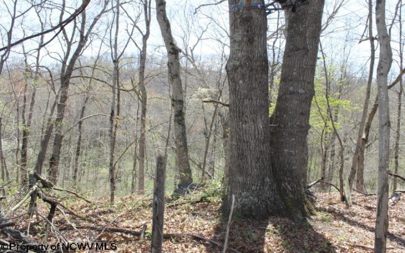 0 Hazelwood Road, Beverly, West Virginia 26253, ,Lots/land,For Sale,Hazelwood,10149035