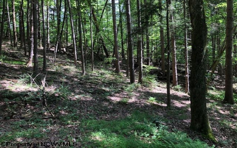 TBD Harpertown Road, Elkins, West Virginia 26241, ,Lots/land,For Sale,Harpertown,10154619