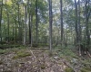 100 Aster Drive, Terra Alta, West Virginia 26764, ,Lots/land,For Sale,Aster,10154709