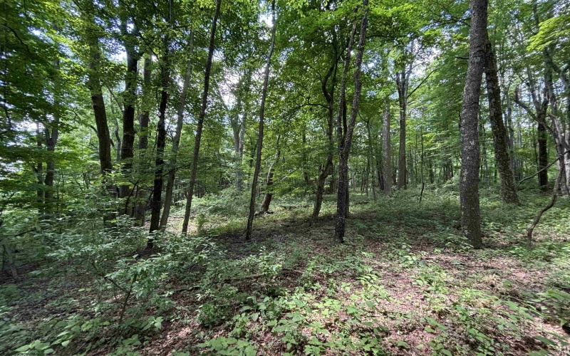 TBD Halleck Road, Morgantown, West Virginia 26508, ,Lots/land,For Sale,Halleck,10154731