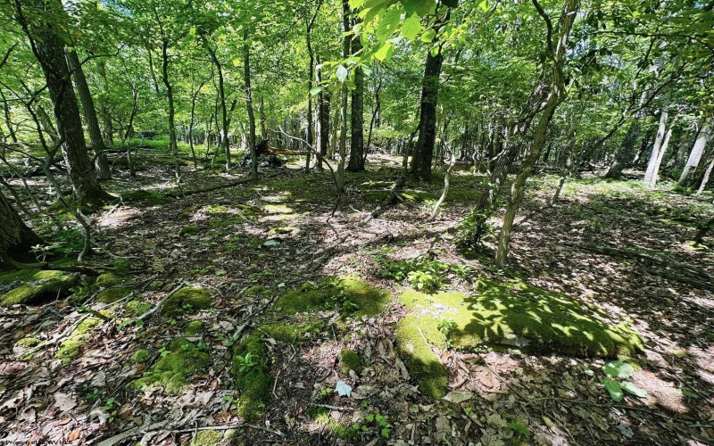 240, 241 & 242 Aster Circle, Terra Alta, West Virginia 26764, ,Lots/land,For Sale,Aster,10154755