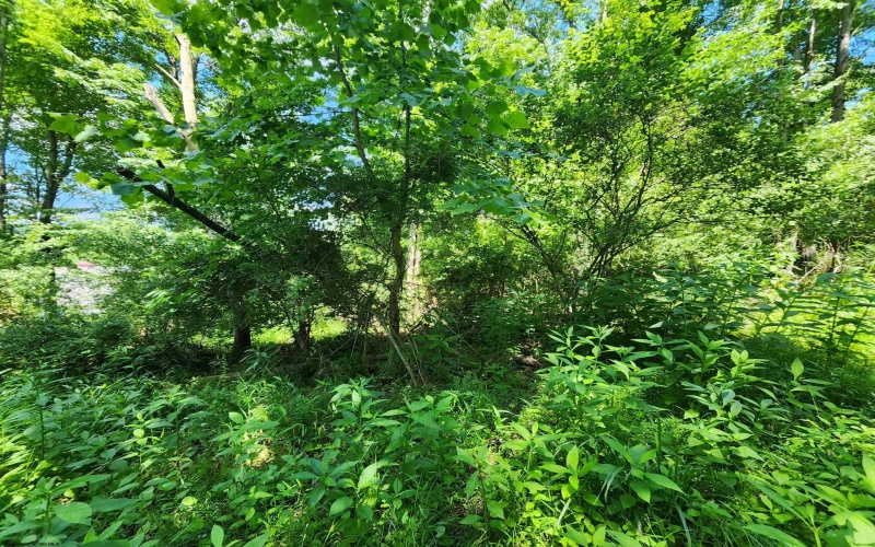 TBD Johnson Avenue, Bridgeport, West Virginia 26330, ,Lots/land,For Sale,Johnson,10154823