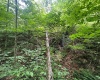 6747 Tallmansville Road, Tallmansville, West Virginia 26237, ,Lots/land,For Sale,Tallmansville,10154863