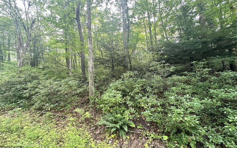 5 & 6 Dogwood Lane, Terra Alta, West Virginia 26764-3063, ,Lots/land,For Sale,Dogwood,10155509