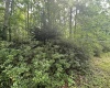 5 & 6 Dogwood Lane, Terra Alta, West Virginia 26764-3063, ,Lots/land,For Sale,Dogwood,10155509