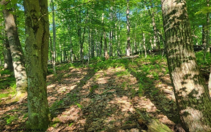 Lot 195 Columbine Circle, Terra Alta, West Virginia 26764, ,Lots/land,For Sale,Columbine,10155496