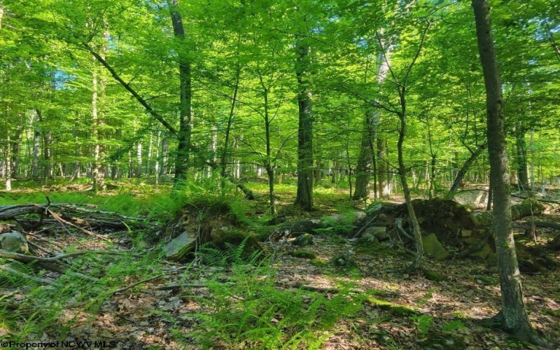 Lot 195 Columbine Circle, Terra Alta, West Virginia 26764, ,Lots/land,For Sale,Columbine,10155496