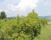 A Bensland Road, Davis, West Virginia 26260, ,Lots/land,For Sale,Bensland,10155520