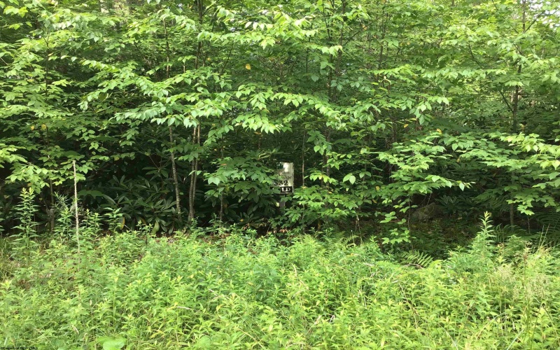 Lot 332 Piza Place, Davis, West Virginia 26260, ,Lots/land,For Sale,Piza,10155518