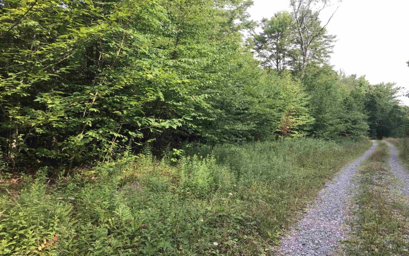 Lot 332 Piza Place, Davis, West Virginia 26260, ,Lots/land,For Sale,Piza,10155518