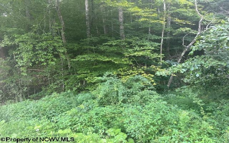 TBD Creed Isner Road, Kerens, West Virginia 26276, ,Lots/land,For Sale,Creed Isner,10155641