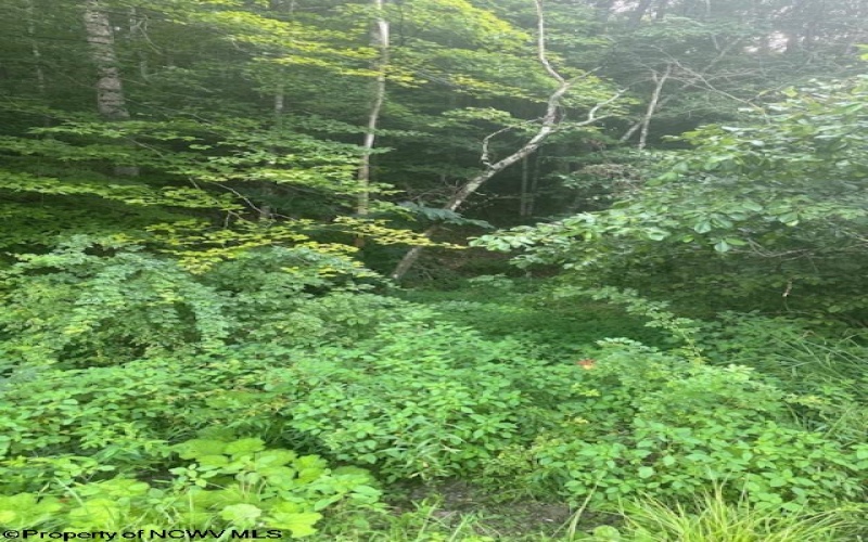 TBD Creed Isner Road, Kerens, West Virginia 26276, ,Lots/land,For Sale,Creed Isner,10155641