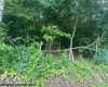 TBD Creed Isner Road, Kerens, West Virginia 26276, ,Lots/land,For Sale,Creed Isner,10155641