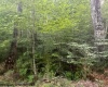 TBD Creed Isner Road, Kerens, West Virginia 26276, ,Lots/land,For Sale,Creed Isner,10155641