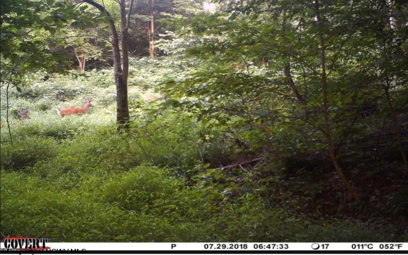 TBD Earl Run (6.0) Road, Metz, West Virginia 26585, ,Lots/land,For Sale,Earl Run (6.0),10155705