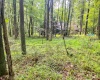 TBD Rhododendron Drive, Terra Alta, West Virginia 26764, ,Lots/land,For Sale,Rhododendron,10155721