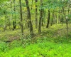 TBD Rhododendron Drive, Terra Alta, West Virginia 26764, ,Lots/land,For Sale,Rhododendron,10155721