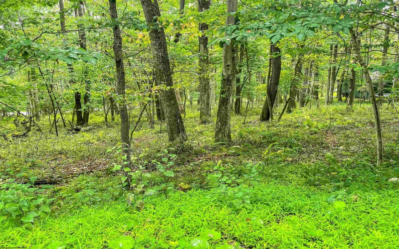 TBD Rhododendron Drive, Terra Alta, West Virginia 26764, ,Lots/land,For Sale,Rhododendron,10155721