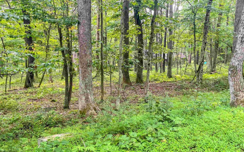 TBD Rhododendron Drive, Terra Alta, West Virginia 26764, ,Lots/land,For Sale,Rhododendron,10155721