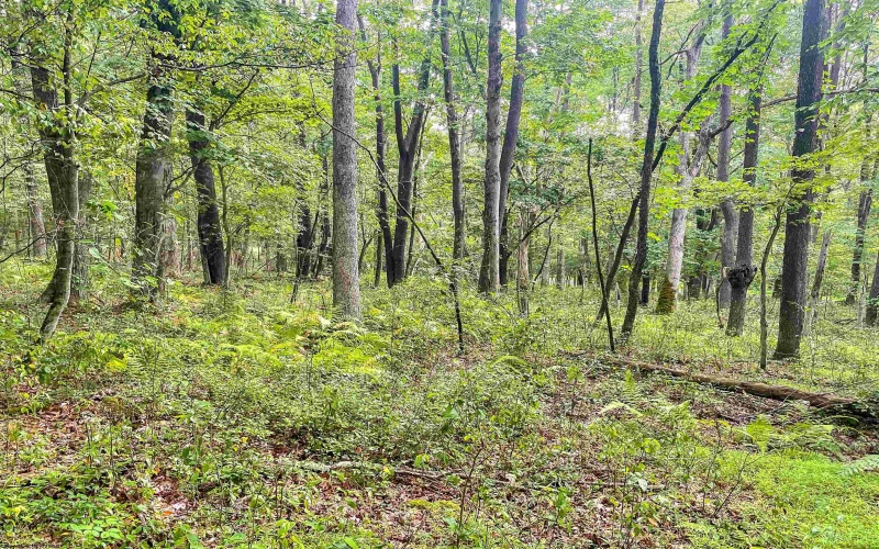 TBD Rhododendron Drive, Terra Alta, West Virginia 26764, ,Lots/land,For Sale,Rhododendron,10155721