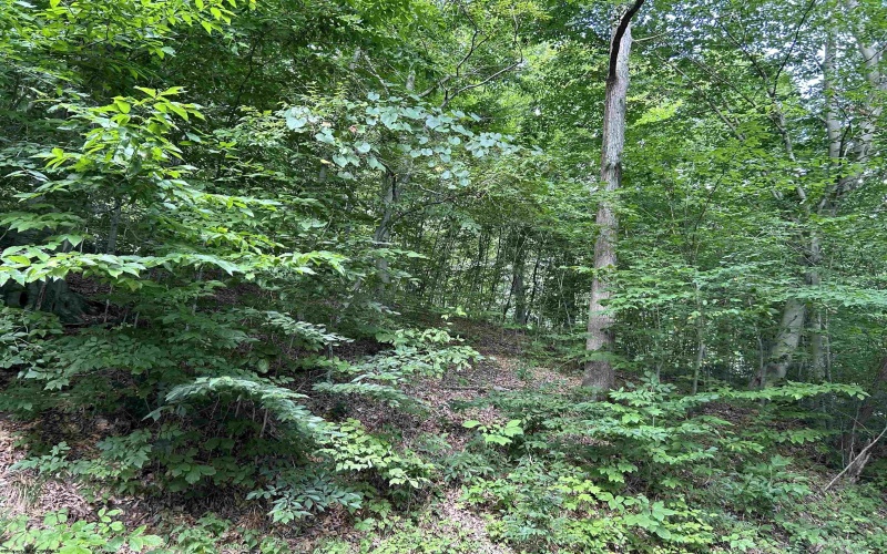 Lot 4 East Run Circle, Four States, West Virginia 26572, ,Lots/land,For Sale,East Run,10155722