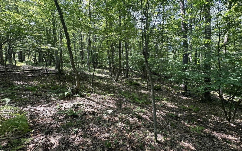 106 & 107 Lakeview Drive, Terra Alta, West Virginia 26764, ,Lots/land,For Sale,Lakeview,10155739