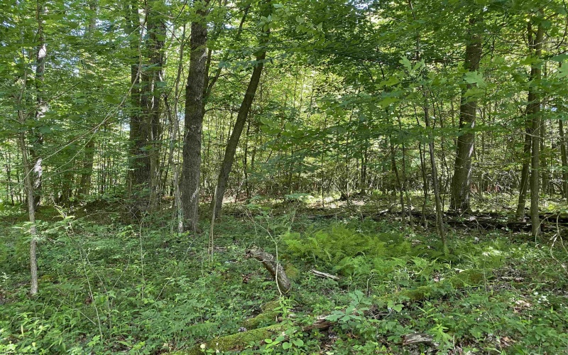 Lots 11 & 13 Cherry Wood Lane, Terra Alta, West Virginia 26764, ,Lots/land,For Sale,Cherry Wood,10152691