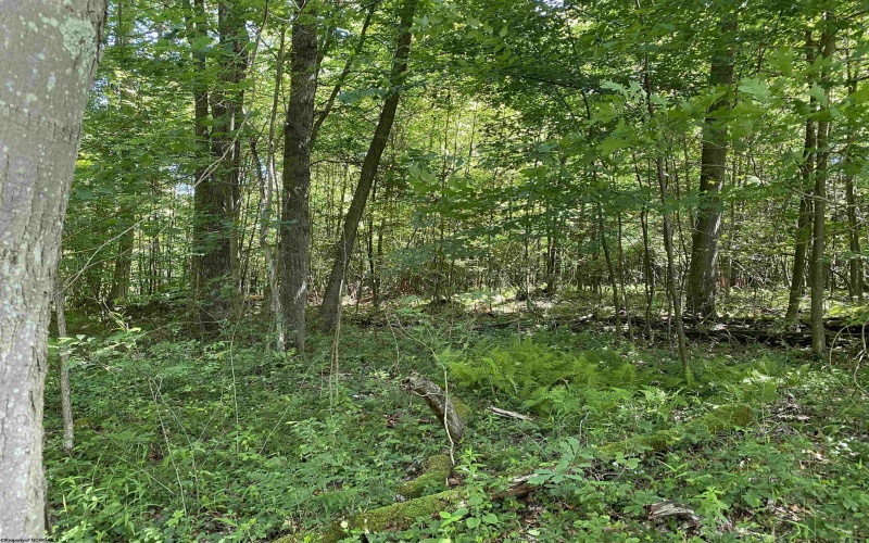 Lots 11 & 13 Cherry Wood Lane, Terra Alta, West Virginia 26764, ,Lots/land,For Sale,Cherry Wood,10152691