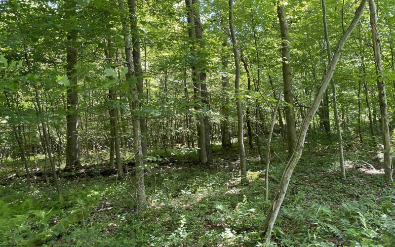 Lots 11 & 13 Cherry Wood Lane, Terra Alta, West Virginia 26764, ,Lots/land,For Sale,Cherry Wood,10152691