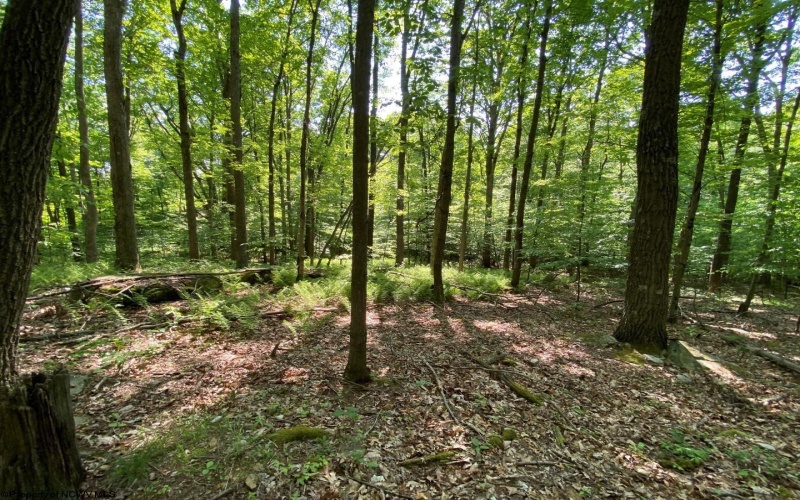 Tract C Halleck Road, Morgantown, West Virginia 26508, ,Lots/land,For Sale,Halleck,10149320