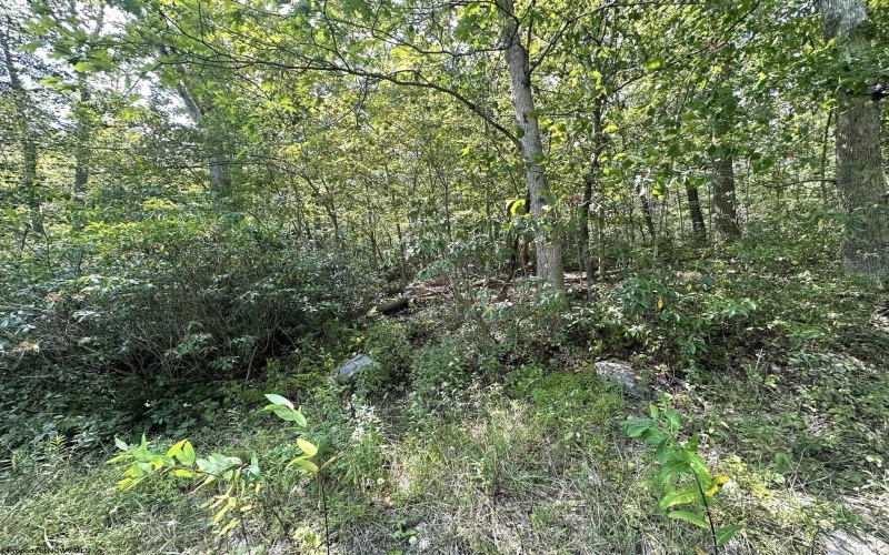 Lot 70 Pine Drive, Terra Alta, West Virginia 26764, ,Lots/land,For Sale,Pine,10156101