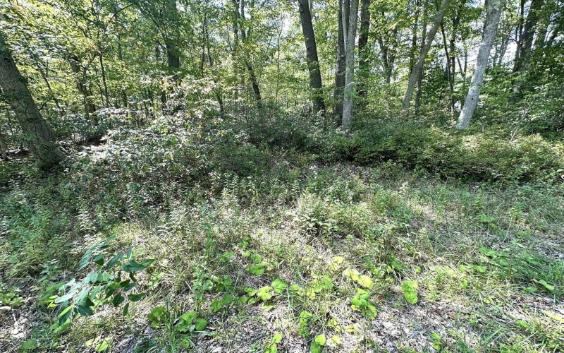 Lot 70 Pine Drive, Terra Alta, West Virginia 26764, ,Lots/land,For Sale,Pine,10156101