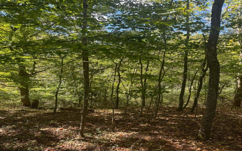 TBD Cemetery Road, Orlando, West Virginia 26412, ,Lots/land,For Sale,Cemetery,10156266