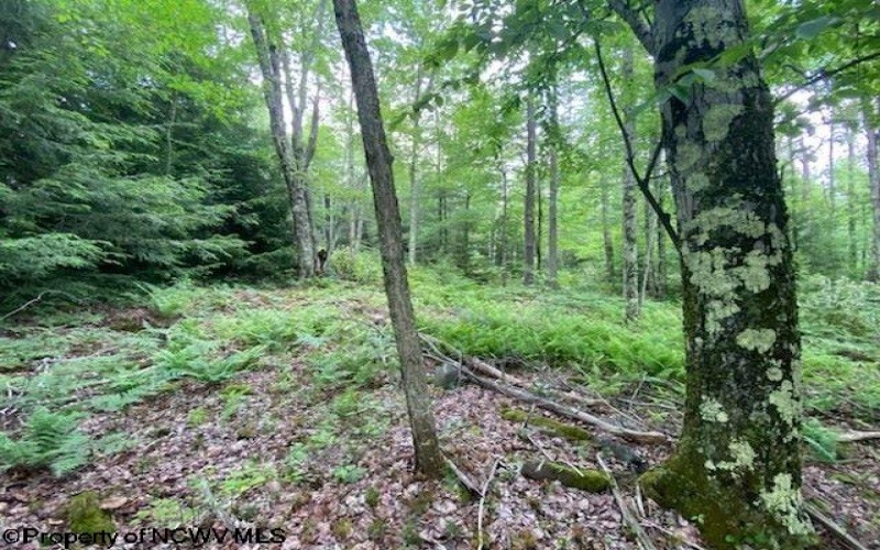 Lot 33 Canal Street, Davis, West Virginia 26260, ,Lots/land,For Sale,Canal,10156309