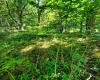 TBD Hendricks Hill Road, Hambleton, West Virginia 26269, ,Lots/land,For Sale,Hendricks Hill,10156345