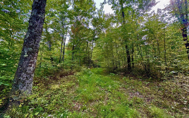 TBD Knobtown Road, Belington, West Virginia 26250, ,Lots/land,For Sale,Knobtown,10156413