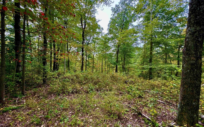 TBD Knobtown Road, Belington, West Virginia 26250, ,Lots/land,For Sale,Knobtown,10156413