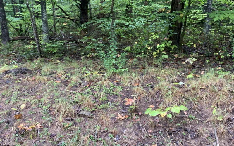 1032 White Pine Road, Glenville, West Virginia 26351, ,Lots/land,For Sale,White Pine,10156482