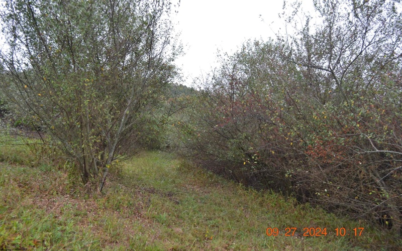 00000 Dutch Hollow, Weston, West Virginia 26452, ,Lots/land,For Sale,Dutch,10156551