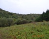 00000 Dutch Hollow, Weston, West Virginia 26452, ,Lots/land,For Sale,Dutch,10156551