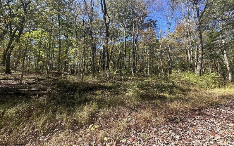 20 Rhododendron Drive, Terra Alta, West Virginia 26764, ,Lots/land,For Sale,Rhododendron,10156629