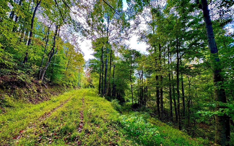 TBD Webster Road, Webster Springs, West Virginia 26288, ,Lots/land,For Sale,Webster,10156700