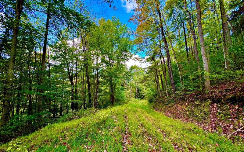 TBD Webster Road, Webster Springs, West Virginia 26288, ,Lots/land,For Sale,Webster,10156700