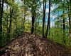 TBD Webster Road, Webster Springs, West Virginia 26288, ,Lots/land,For Sale,Webster,10156700