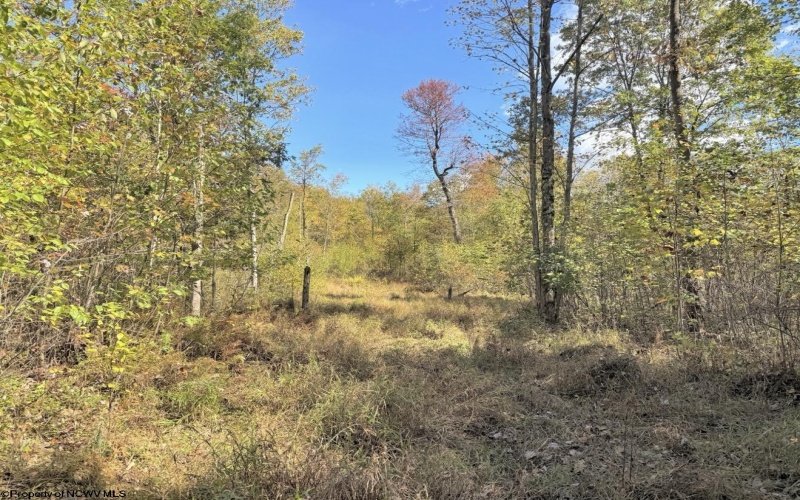 TBD BERGER Road, Bruceton Mills, West Virginia 26525, ,Lots/land,For Sale,BERGER,10156702